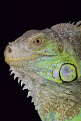 Green iguana (Iguana iguana rhinolopha)