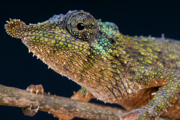 Prickly dwarf chameleon (Rhampholeon spinosus)