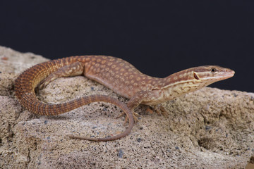 Spiny-tailed monitor (Varanus acanthurus)