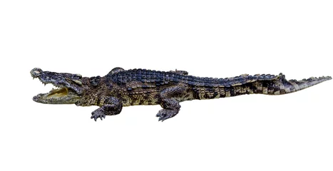 Papier Peint photo Crocodile crocodile sur fond blanc.