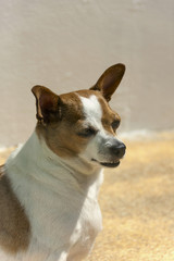 Chihuahua portrait outdoor