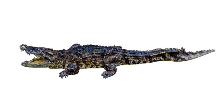 crocodile on white background.
