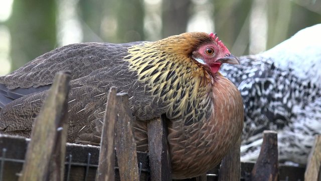 Braunes Huhn auf Zaun