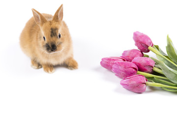 Easter bunny with fresh tulips on white background isolated