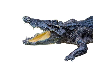 Crédence de cuisine en verre imprimé Crocodile crocodile on white background.