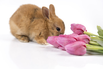 Easter bunny with fresh tulips on white background isolated