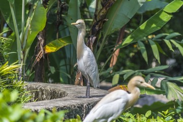 Cattle Egret