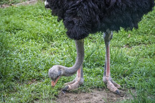 Feeding Ostrich