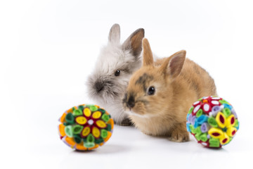 Easter bunny in basket and Easter eggs on white background 