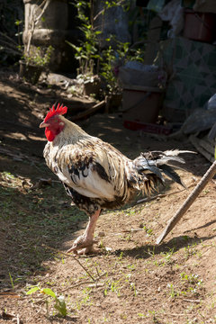 Male chicken from the side