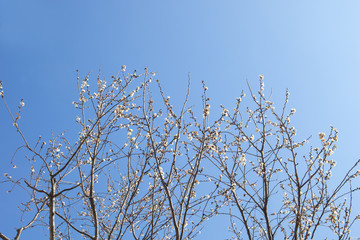 寒桜