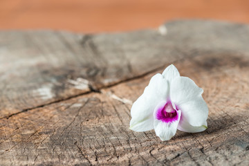 Obraz na płótnie Canvas white orchid