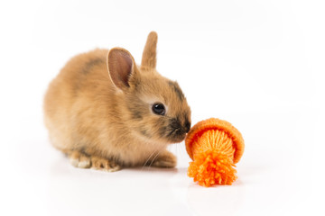 Funny Easter bunny with orange cap on white background isolated