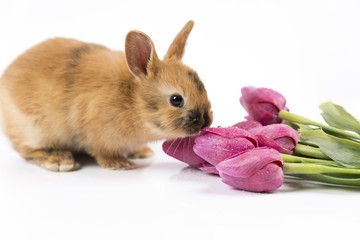 Easter bunny with fresh tulips on white background isolated