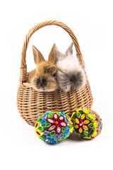 Easter bunny in basket and Easter eggs on white background