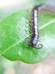 Curve mustache centipede on a leaf