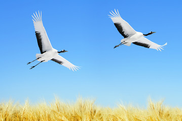 Japanese Cranes