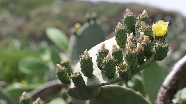 fichi d'india con fiore giallo