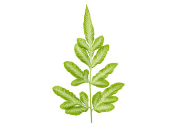 Green leaf