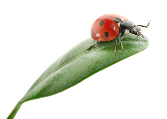 ladybird on green leaf on white © Serghei V