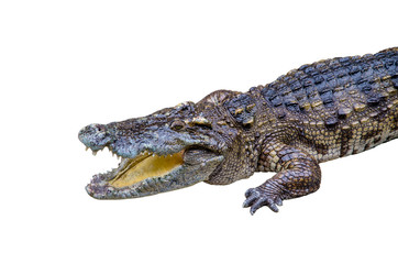 crocodile on white background.