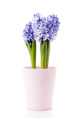 Blue Hyacinth in a pink flower pot.