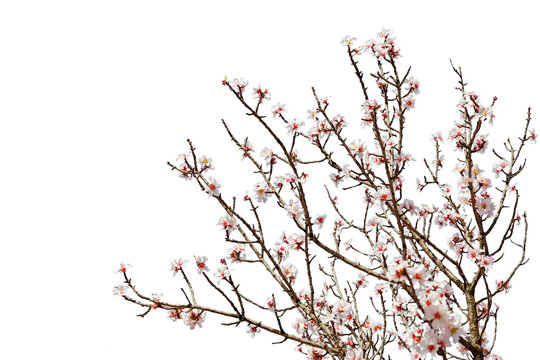 Cherry tree full of flower blossoms isolated on white background