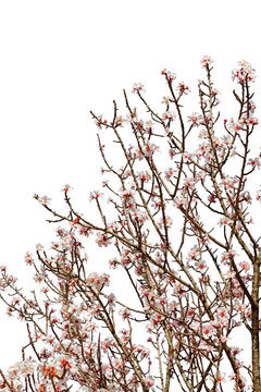 Cherry tree full of flower blossoms isolated on white background