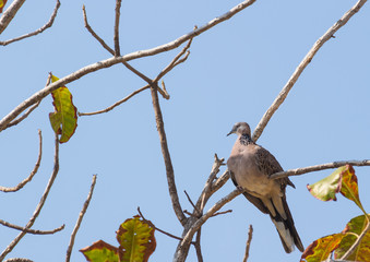 Fototapeta premium Spotted dove sitting on the tree branch