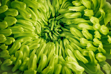 Green Flower Macro
