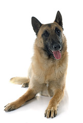 malinois