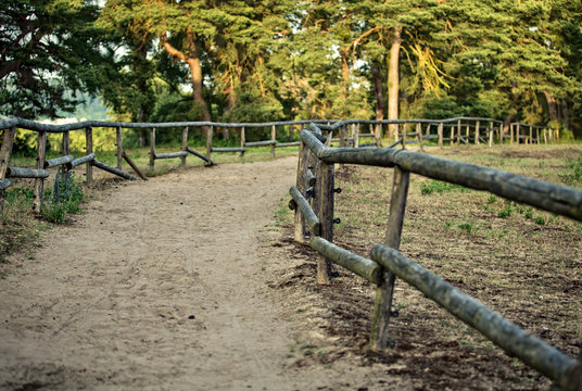 Forest Path