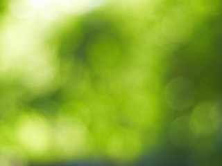 Obraz premium blur green background from tree in sun light