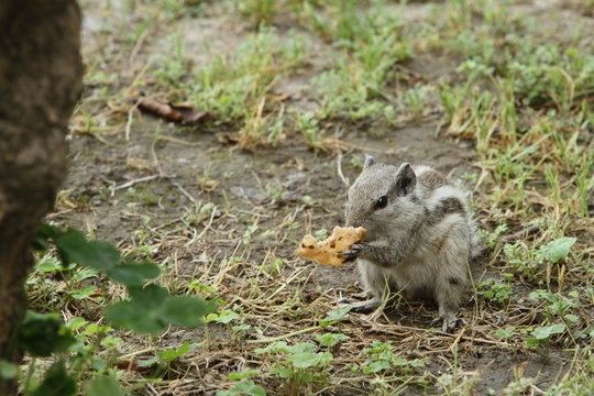 Gestreifte Palmenh&ouml;rnchen 