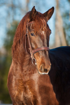 Portrait of beautiful red horse with bridle