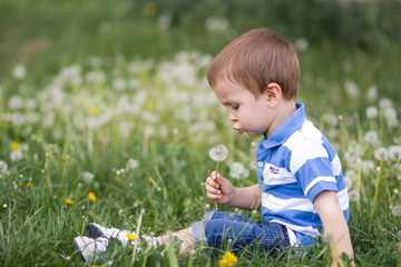 Little boy, blowing dandelions in the park