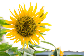 Obraz premium Little yellow flowers