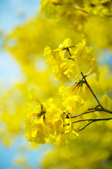 Little yellow flowers