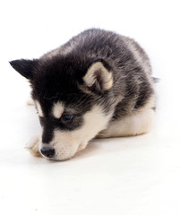 chiot malamute sur fond blanc