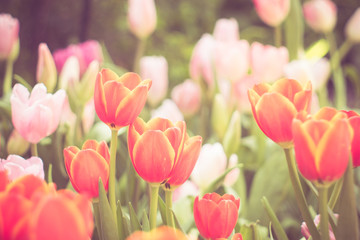 Tulips flowers with filter effect retro vintage style