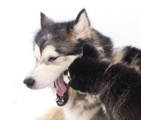 chien femelle Malamute et son chiot