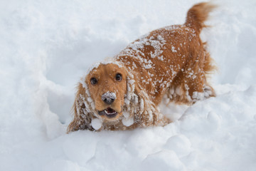 Spaniel in the snow