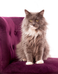 chat main coon sur un fauteuil bordeaux