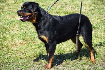 Young Rottweiler dog