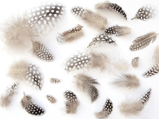 Perlhuhnfedern - Guinea fowl feathers