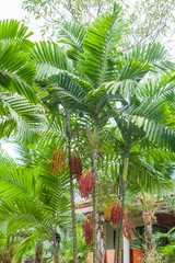Obraz premium Red sealing wax palm in garden