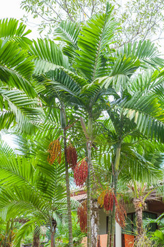 Red sealing wax palm in garden