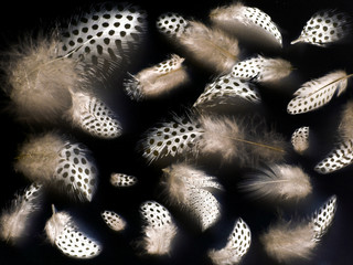 Guinea fowl feathers - Perhuhnfedern