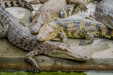 Crocodile are sleeping.