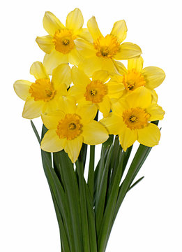 Yellow narcissus on white